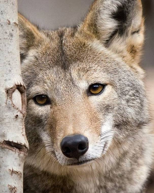 wolf close-up